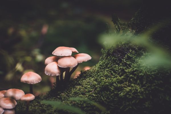 funghi funghi