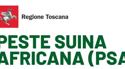immagine peste suina africana